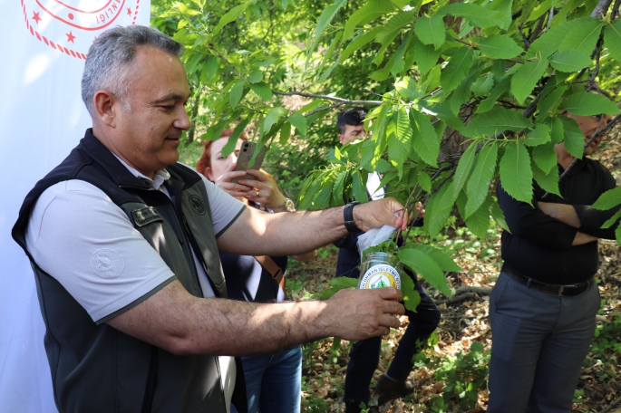 Aydın’da Kestane Ormanlarında Gal Arısıyla Biyolojik Mücadele Sürüyor