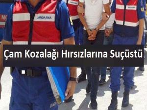 Çam kozalağı hırsızlarına suçüstü