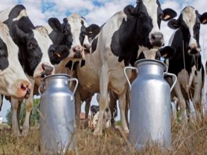 Çiftçiye ödenen süt primleri düşürüldü