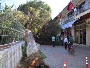 Okul yolunda bulunan çam ağacı devrildi