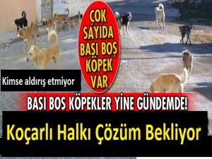 Sahipsiz Köpekler Tedirgin Ediyor