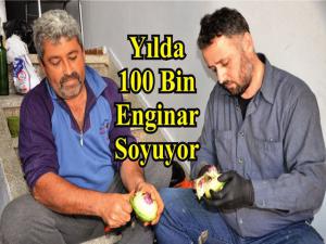 Yılda 100 Bin Enginar Soyuyor