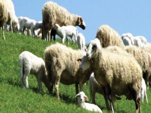 AK Parti aydın Milletvekili Mehmet Erdem'den Koyun ve Keçi üreticisine müjde. 