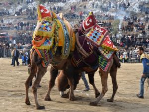 Koçarlı Deve Güreşi Şenliği, 3 Aralık'ta yapılacak. 