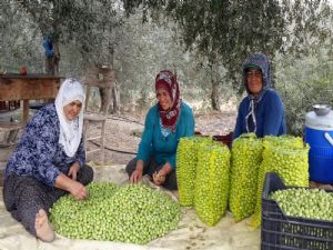 Zeytin Üreticisine Yeni Destek Modeli