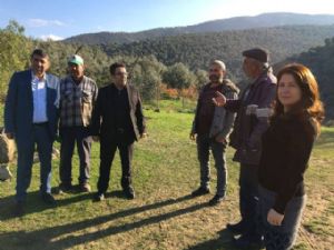 Zeytin Hasadında Hastalıklara Karşı Bilgilendirdiler