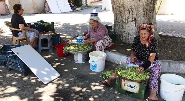 Koçarlı’da, bamya kadınlara ek gelir sağlıyor