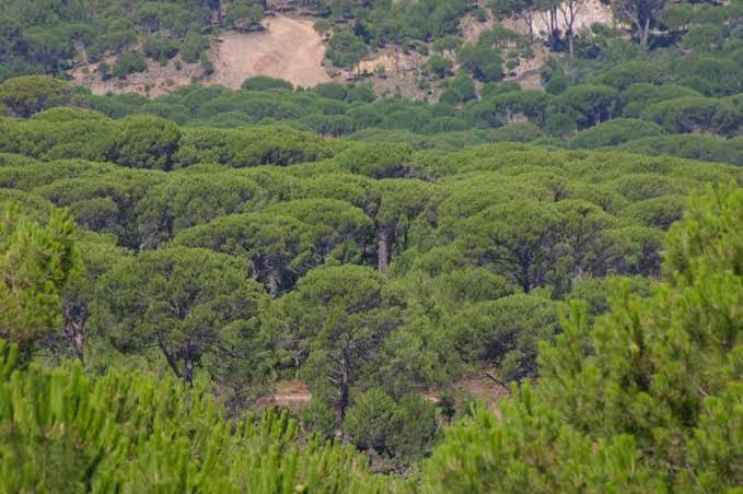 Koçarlı’da kestiği ağacın üzerine düştüğü kişi öldü