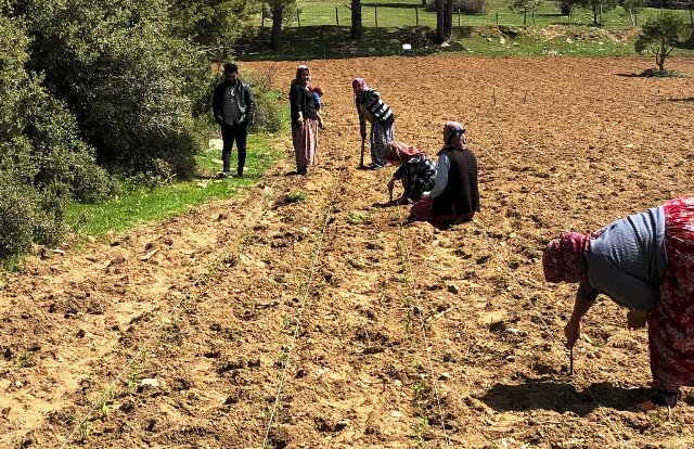 Koçarlı’da üretilen adaçayına ilgi artıyor