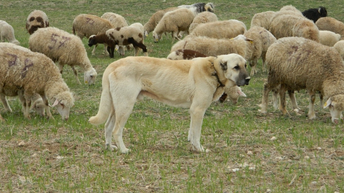 Koçarlı’da yavru domuza eziyet cezasız kalmadı