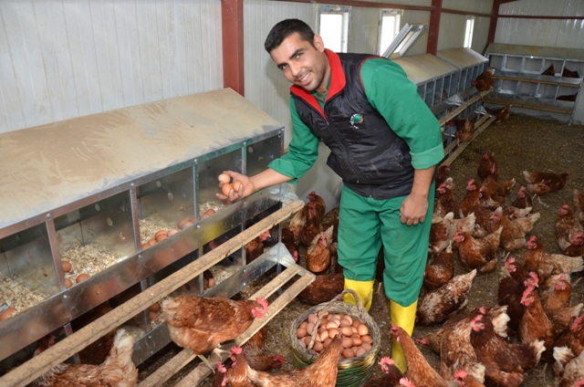 Gezen Tavuk Çiftliği Kurma Maliyetleri